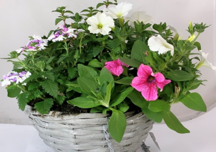 Bowl Planted