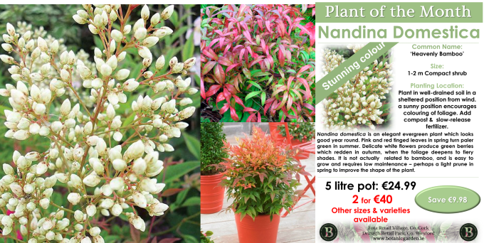 Nandina Domestica in flower and in coloured leaf and in pot with ad for offer