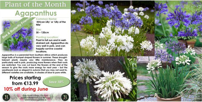 Blue and white agapanthus in borders and in a pot, with Botanic Home & Garden centre offer sign