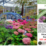Hydrangeas displayed in a garden centre, car in background, sign for hydrangea offer on right