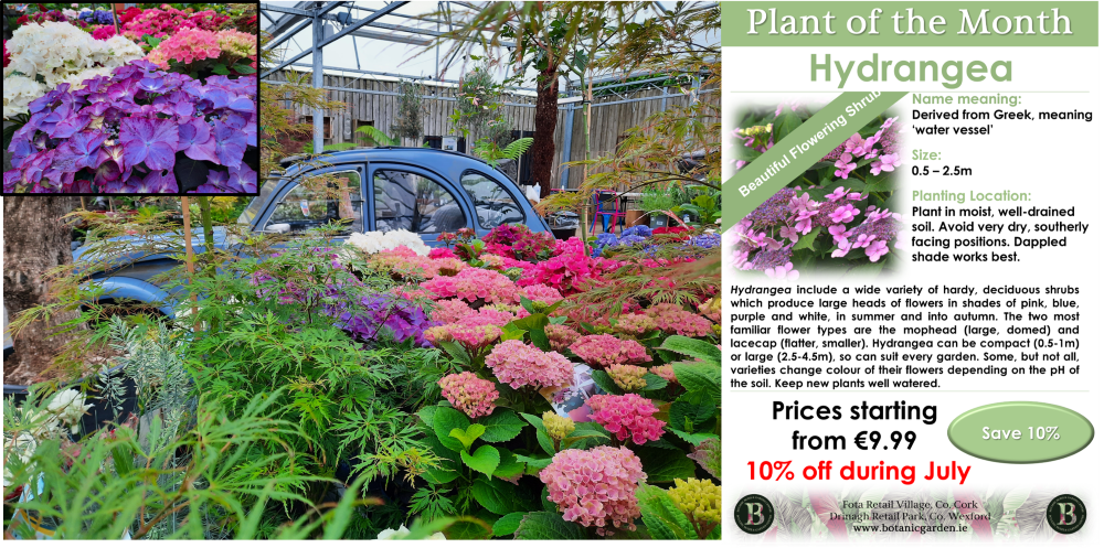Hydrangeas displayed in a garden centre, car in background, sign for hydrangea offer on right