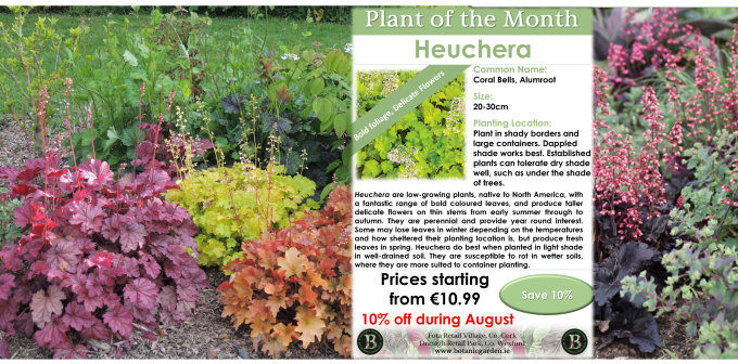 Heuchera in varieties shown in border with signage for special offer for garden centre.