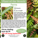 Green and red frond ferns and picture of Botanic special offer