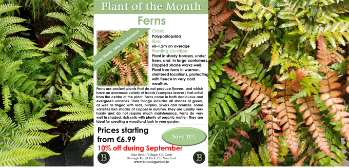 Green and red frond ferns and picture of Botanic special offer