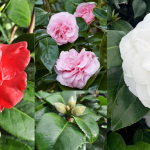 Camellia in varieties