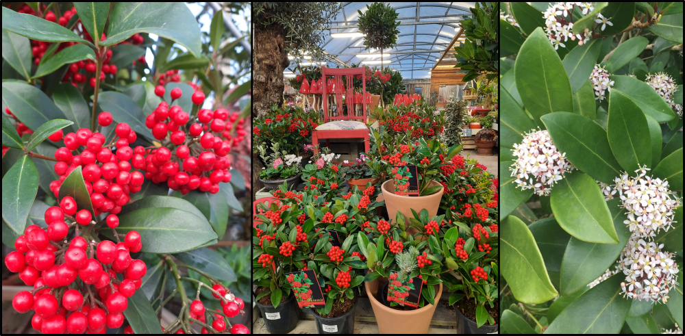 Skimmia – Plant of the Month
